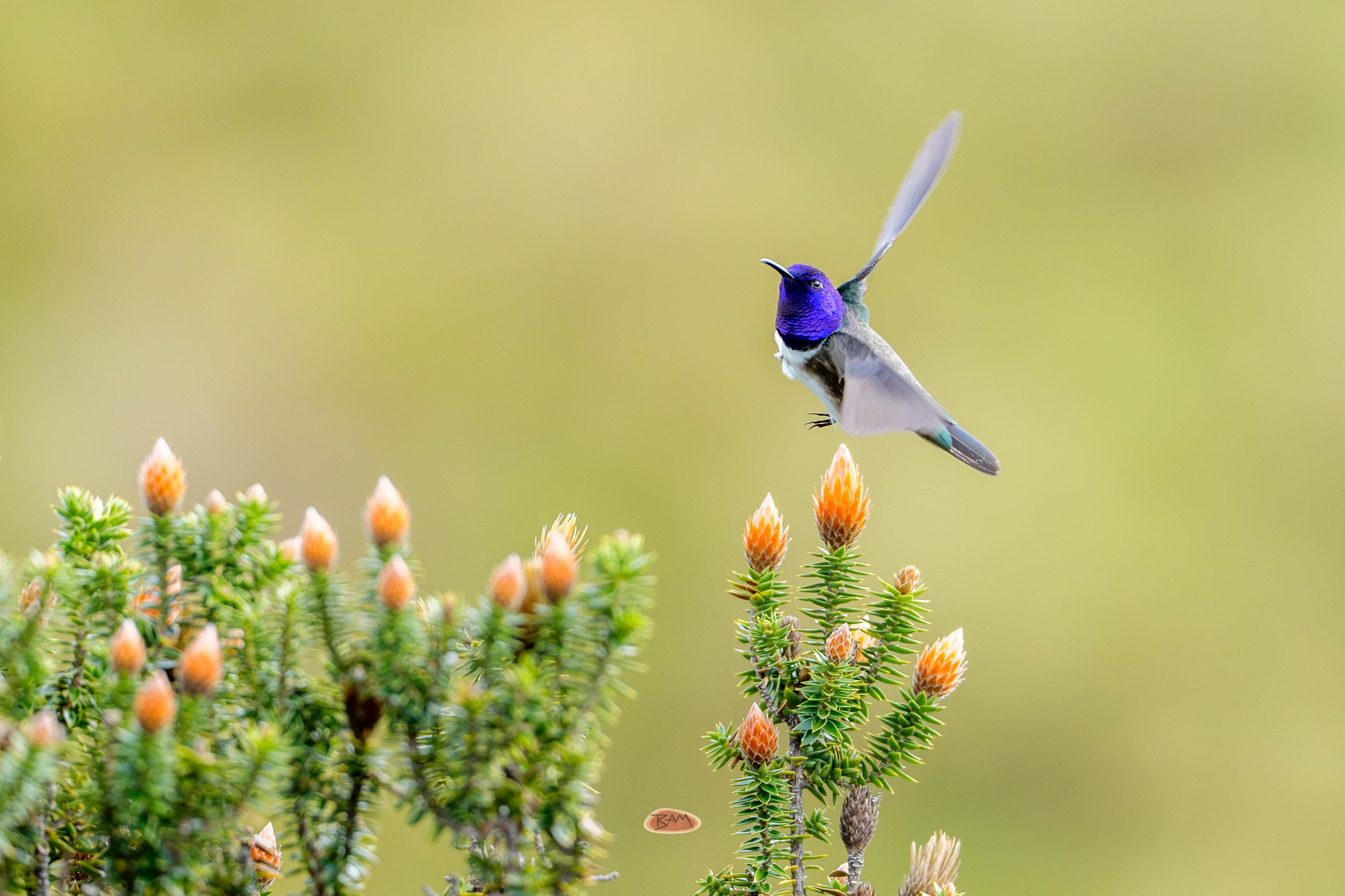 Ecuadorian Hillstar with violet throat hovering over orange flower buds