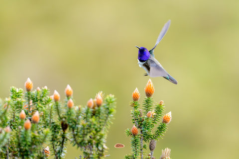 Ecuadorian Hillstar with violet throat hovering over orange flower buds
