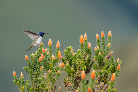 Ecuadorian Hillstar with a violet crown landing on orange Chuquiraga blooms high in the Andean paramo