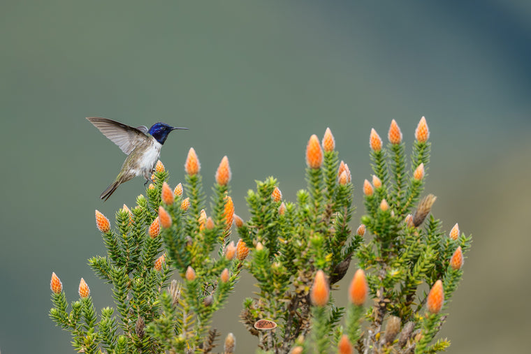 Ecuadorian Hillstar with a violet crown landing on orange Chuquiraga blooms high in the Andean paramo