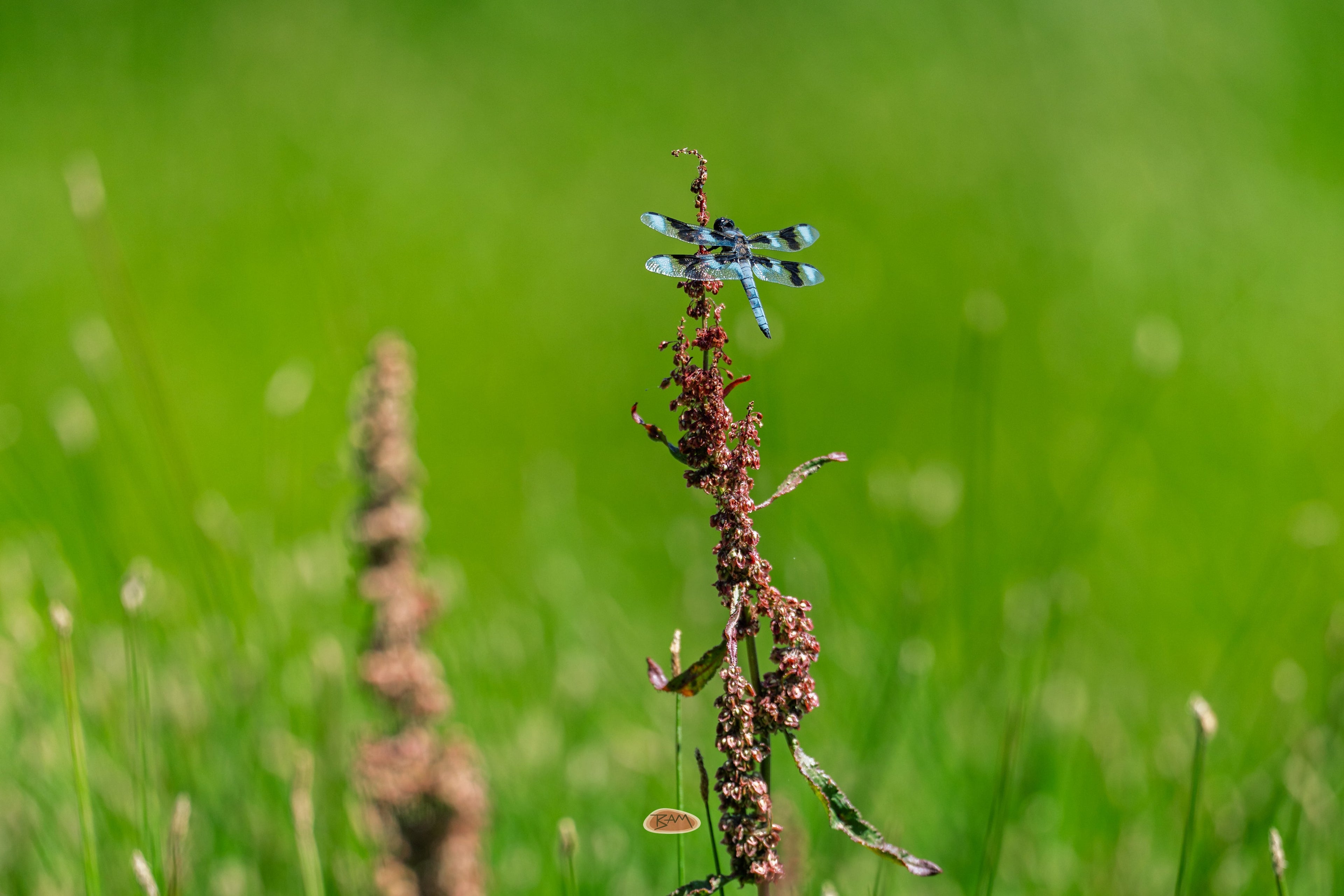Eight Spotted Skimmer perched on a seed stalk above a bright green meadow