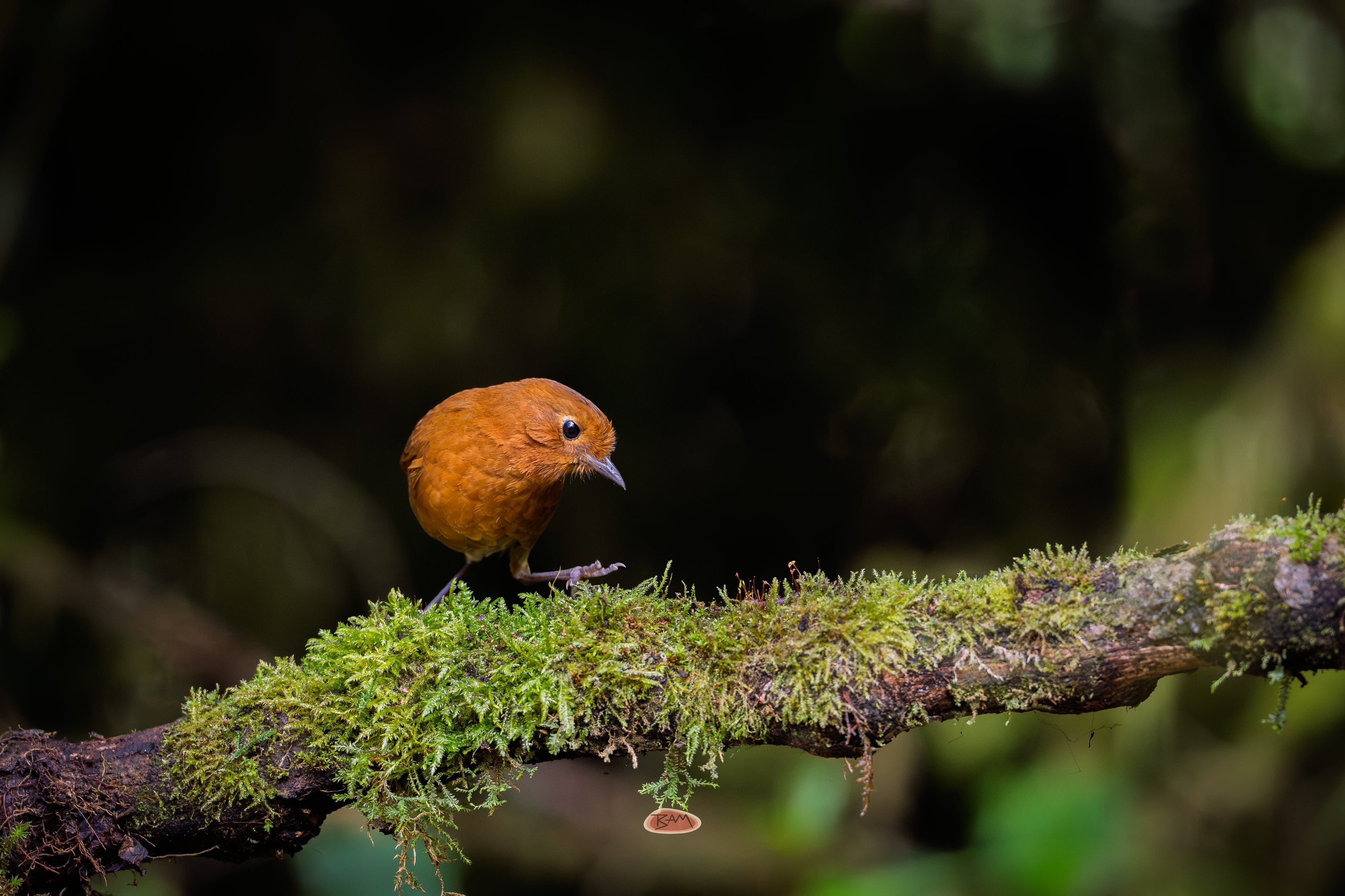 Equatorial Antpitta perched on a mossy branch in a dark forest