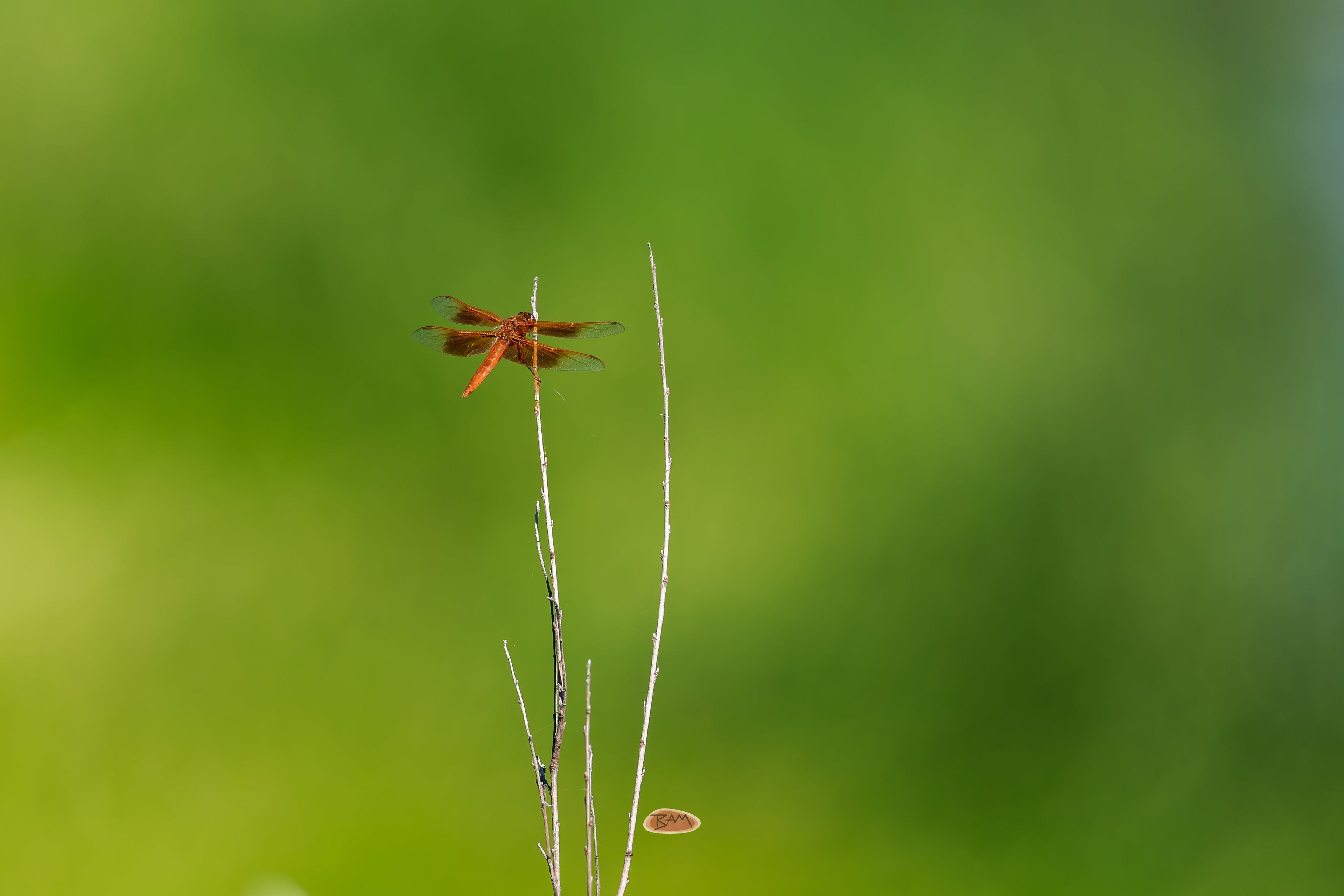 Flame Skimmer resting on a bare twig against a soft green background