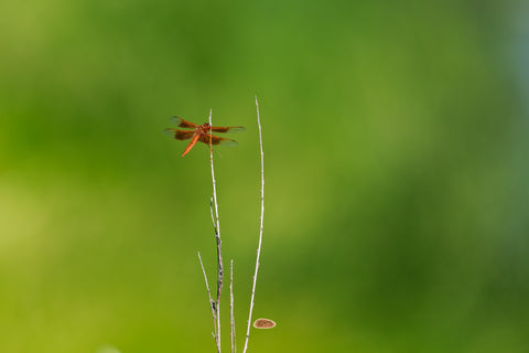 Flame Skimmer resting on a bare twig against a soft green background