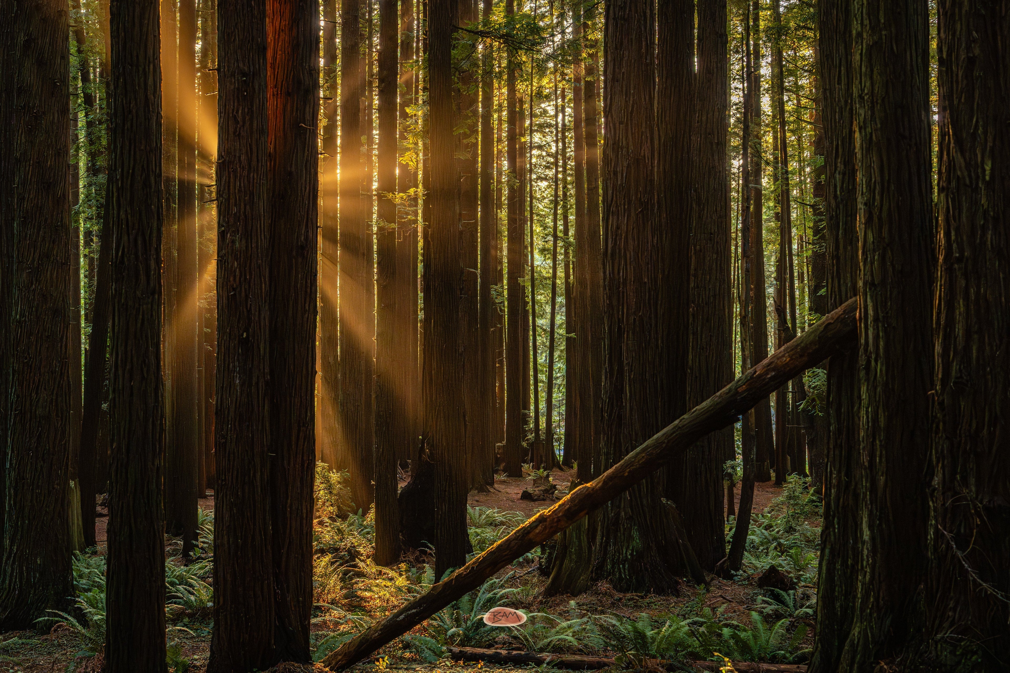 Sunbeams breaking through towering redwood trunks above a fern covered forest floor