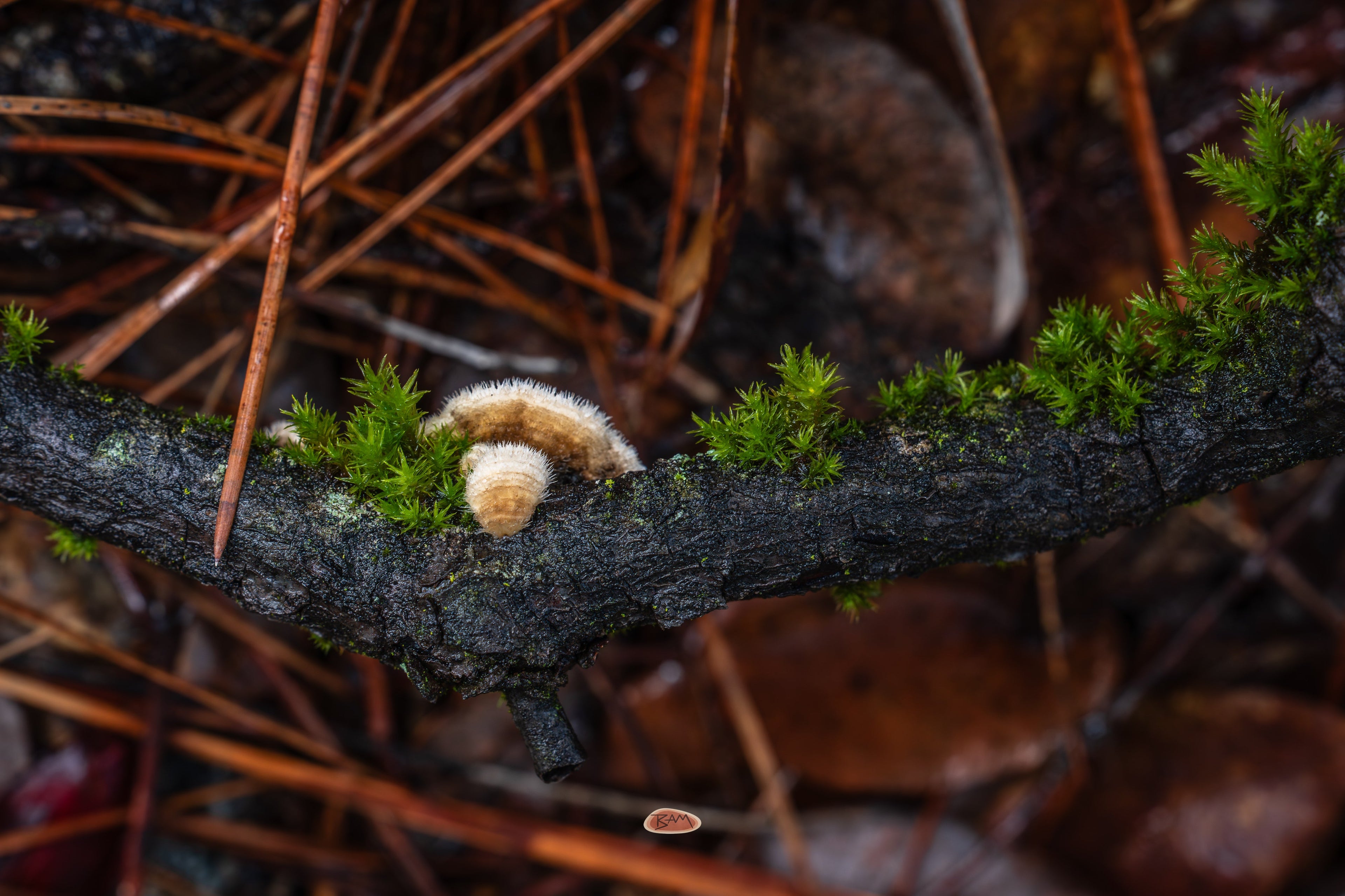 Fungi with fuzzy pale caps sprouting from a mossy wet branch among fallen pine needles
