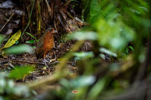 Giant Antpitta standing on the forest floor framed by green foliage