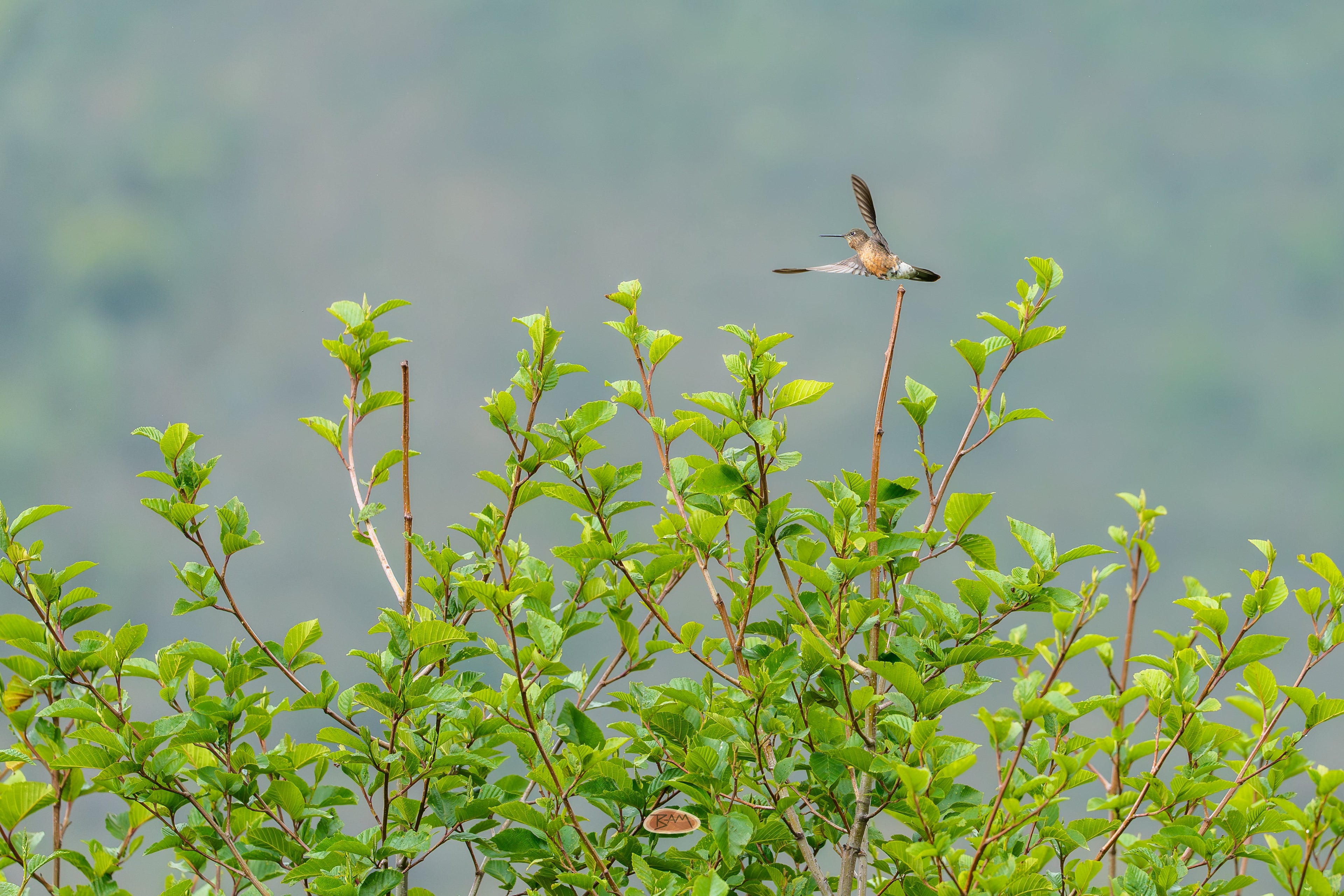 Giant Hummingbird in flight above leafy shrubs with misty hills beyond