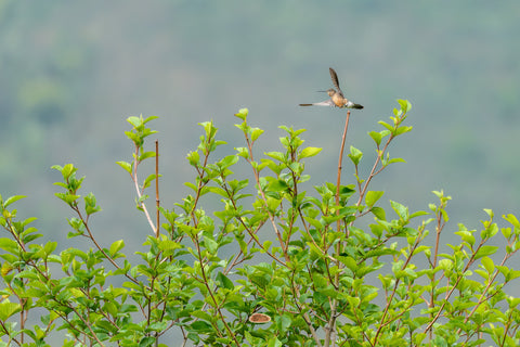 Giant Hummingbird in flight above leafy shrubs with misty hills beyond