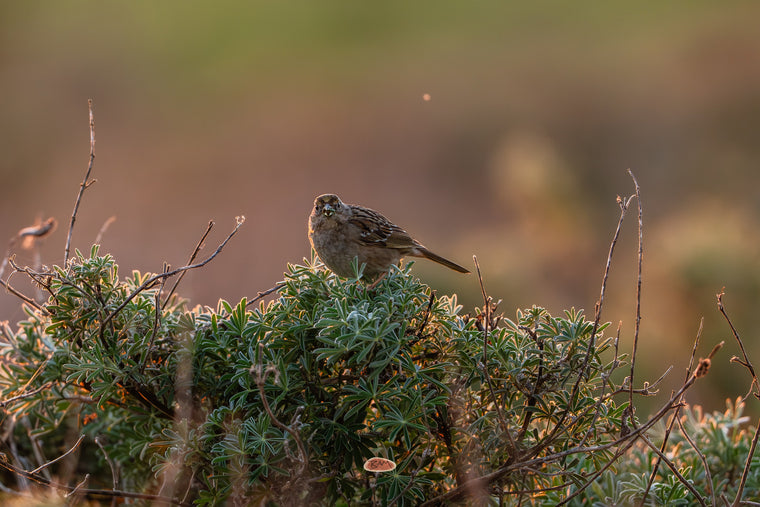 Golden Crowned Sparrow perched on a lupine bush in warm evening light