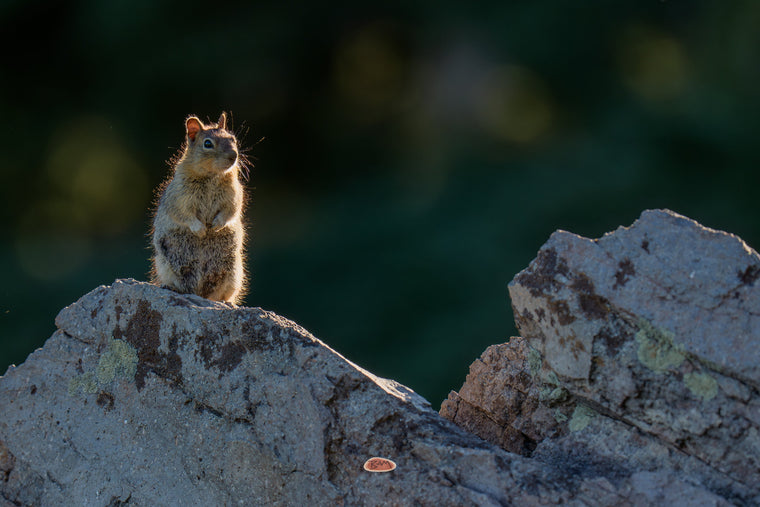 Golden Mantled Ground Squirrel standing upright on a lichen covered boulder, rimmed in warm light against a dark forest background