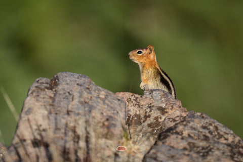 Golden Mantled Ground Squirrel peering over a granite boulder against a soft green background