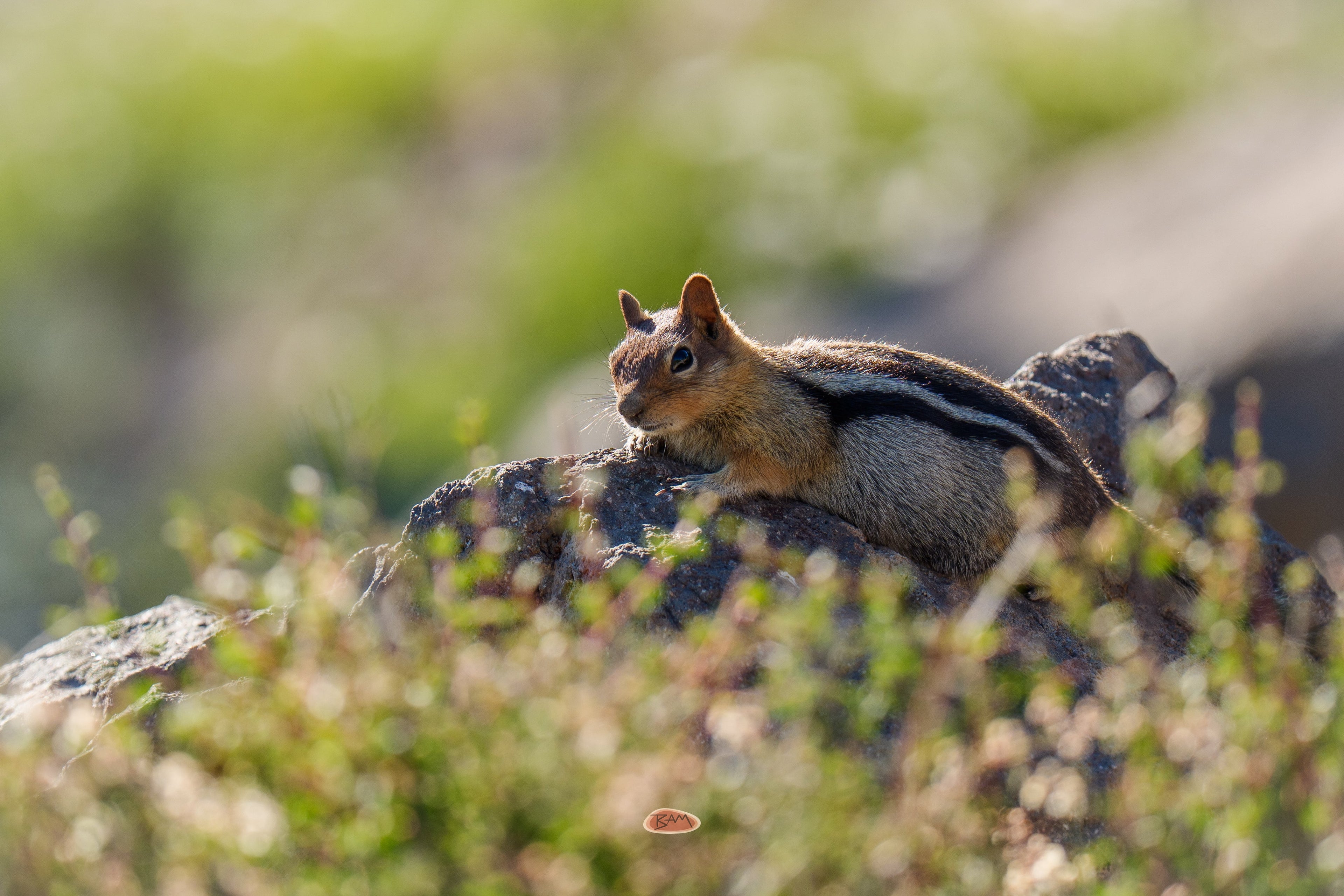 Golden Mantled Ground Squirrel resting flat on a sunlit rock surrounded by low alpine greenery