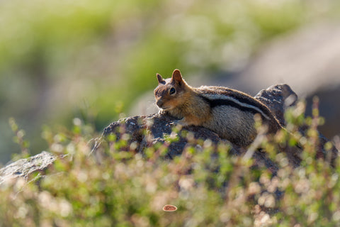 Golden Mantled Ground Squirrel resting flat on a sunlit rock surrounded by low alpine greenery