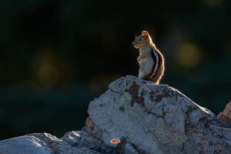Golden Mantled Ground Squirrel standing tall on a boulder with sunlight tracing its striped back