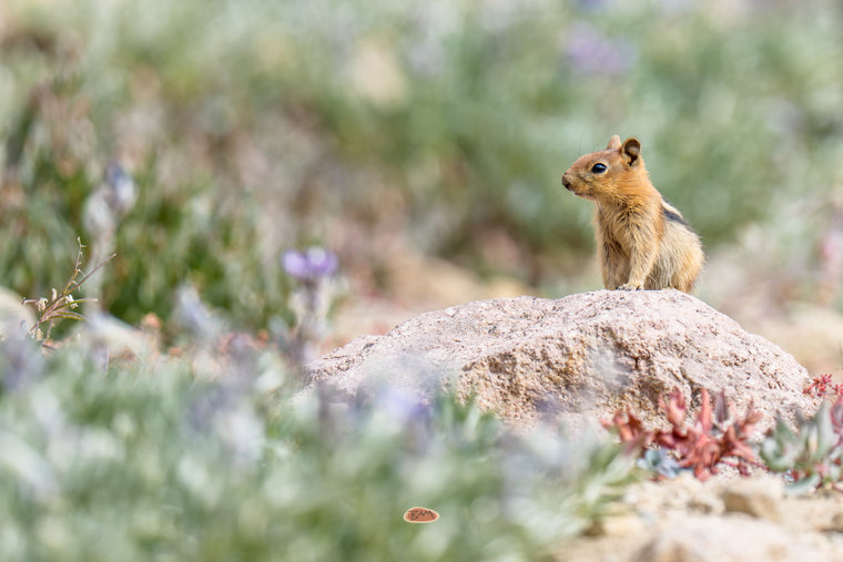 Golden Mantled Ground Squirrel sitting up on a pale boulder surrounded by alpine wildflowers