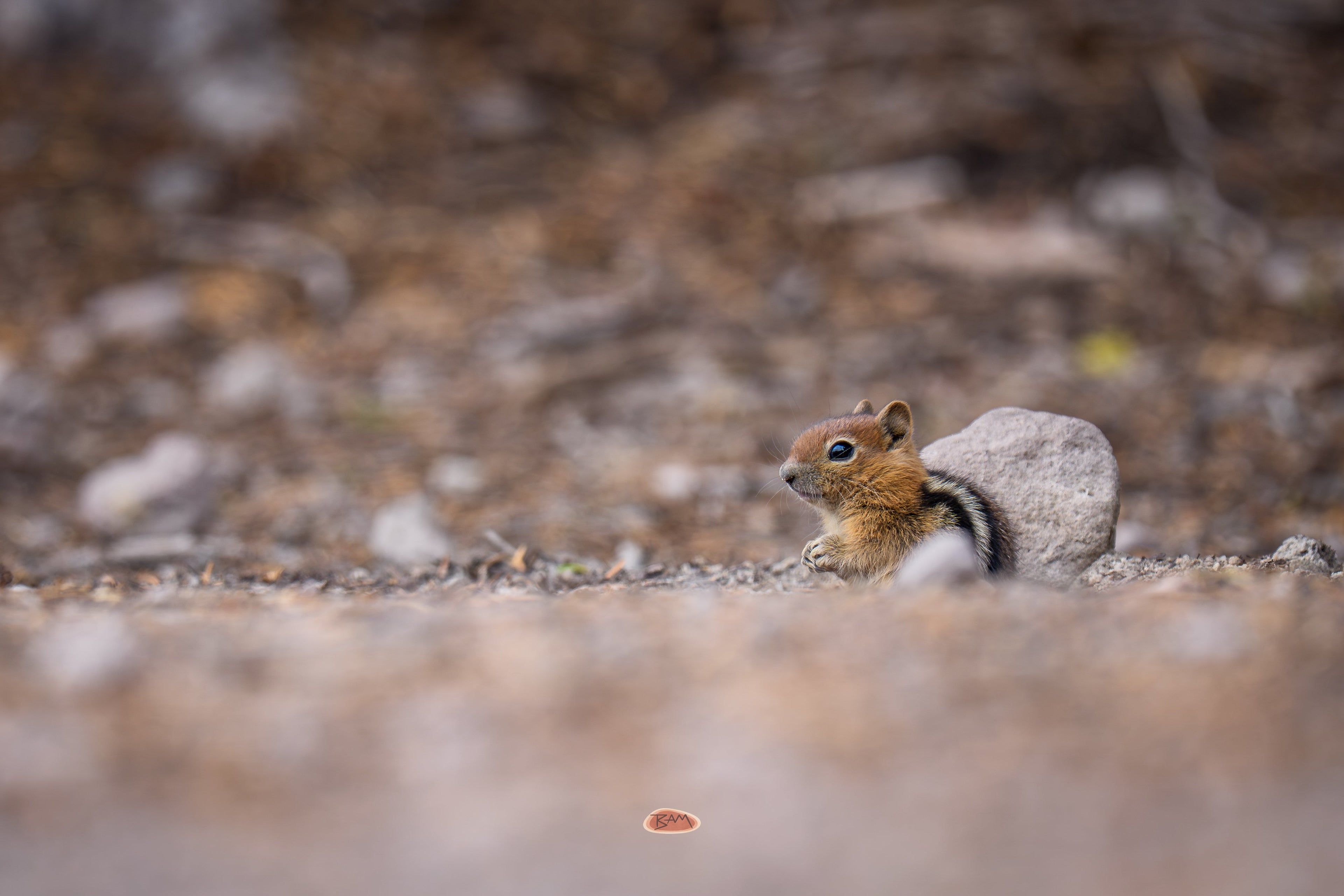 Golden Mantled Ground Squirrel resting low on open gravel beside a small stone