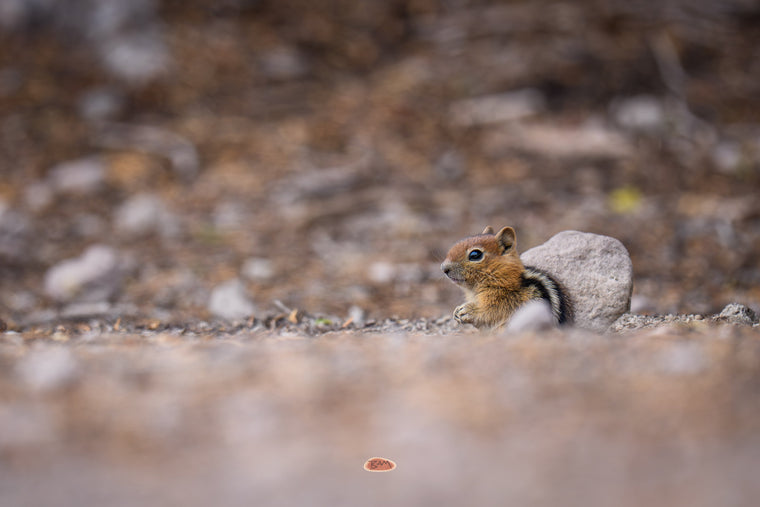 Golden Mantled Ground Squirrel resting low on open gravel beside a small stone