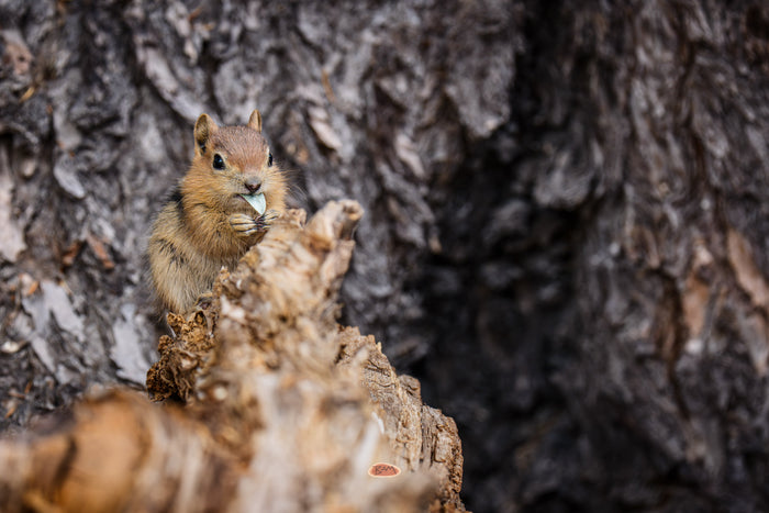 Golden Mantled Ground Squirrel feeding on a weathered stump against dark furrowed bark