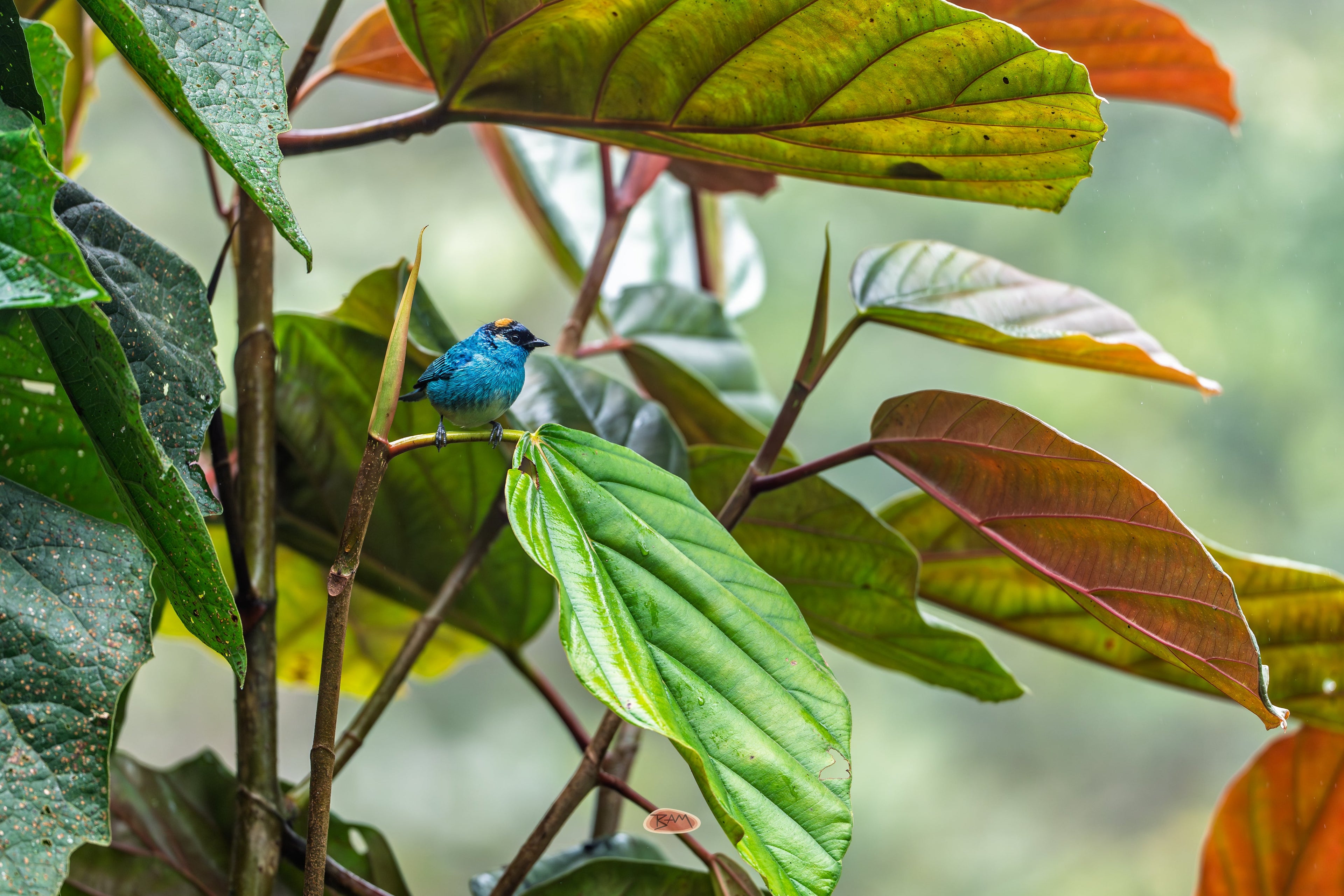 Golden Naped Tanager perched among broad cloud forest leaves