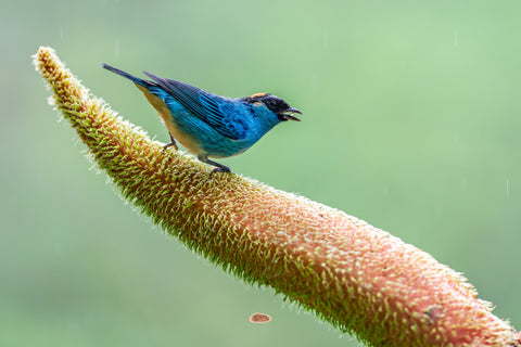 Golden Naped Tanager singing on a flowering spike in light rain