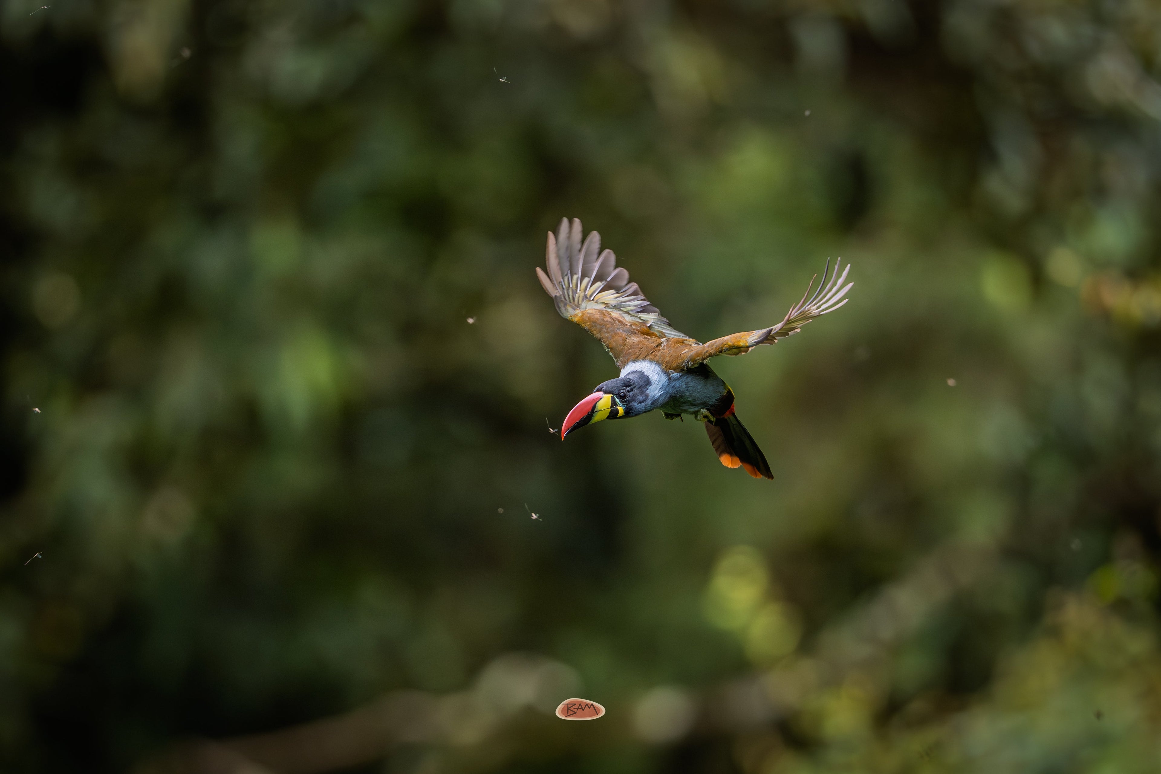 Gray Breasted Mountain Toucan in flight against dark green forest
