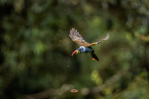 Gray Breasted Mountain Toucan in flight against dark green forest