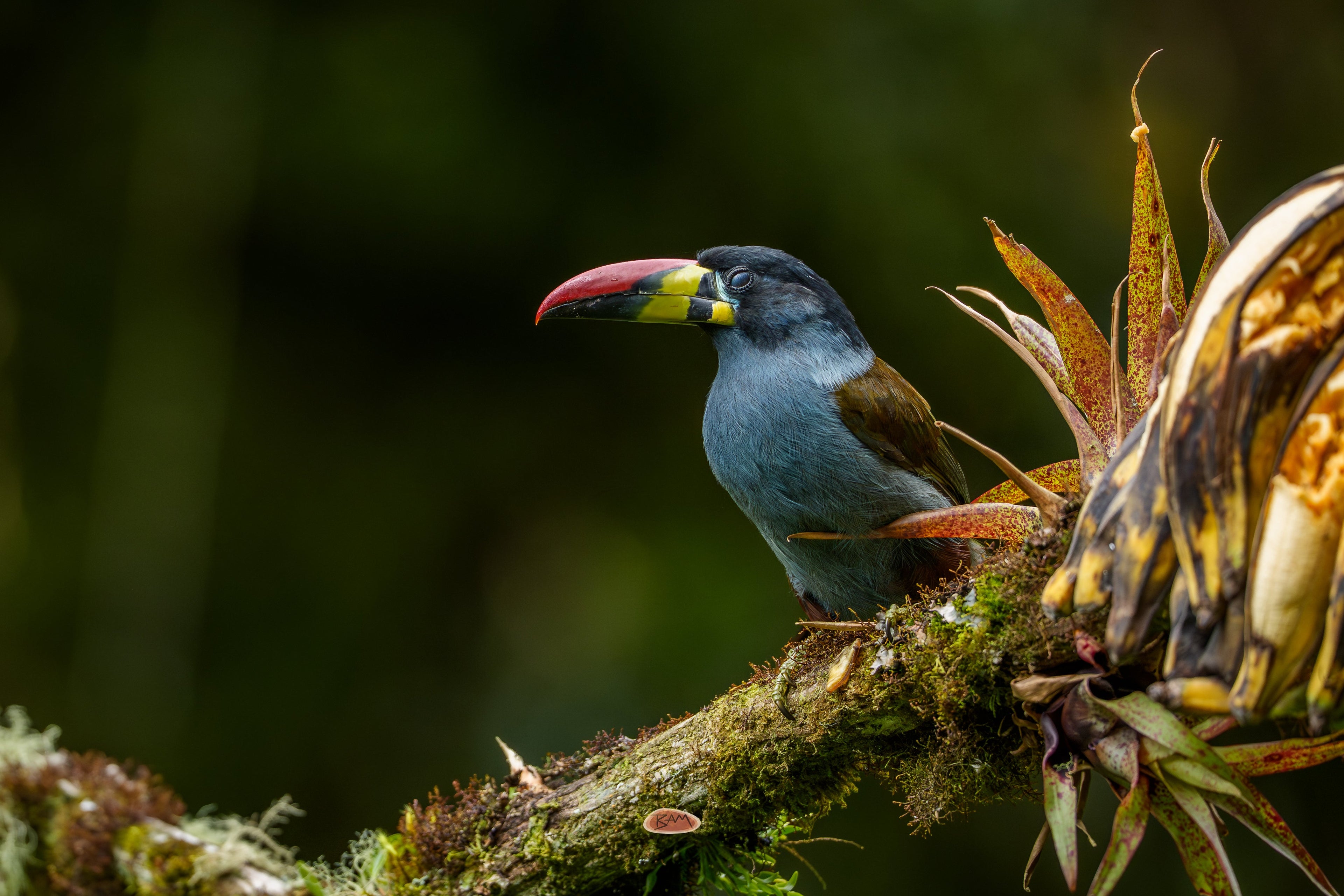 Gray Breasted Mountain Toucan perched on a mossy branch beside speckled bromeliad leaves
