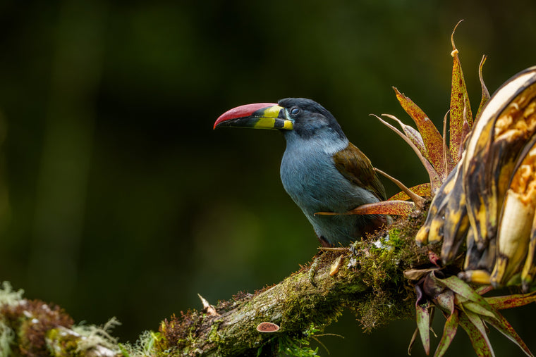 Gray Breasted Mountain Toucan perched on a mossy branch beside speckled bromeliad leaves