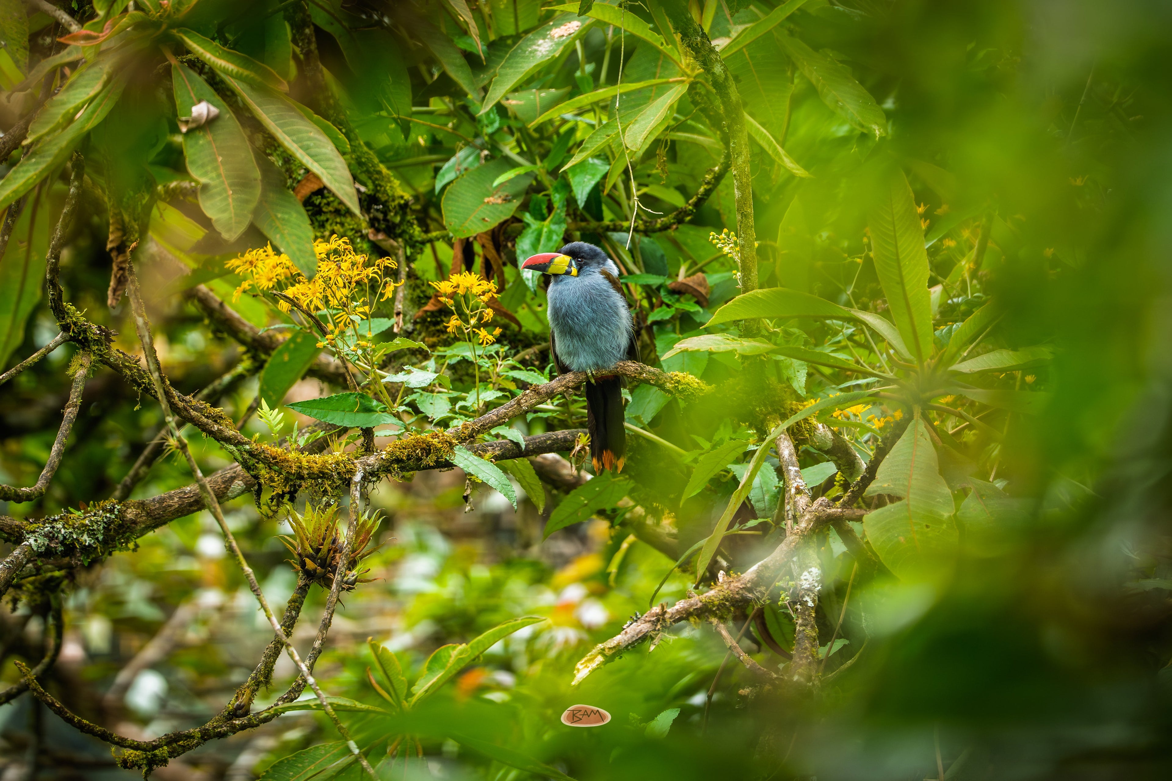 Gray Breasted Mountain Toucan perched amid dense green cloud forest