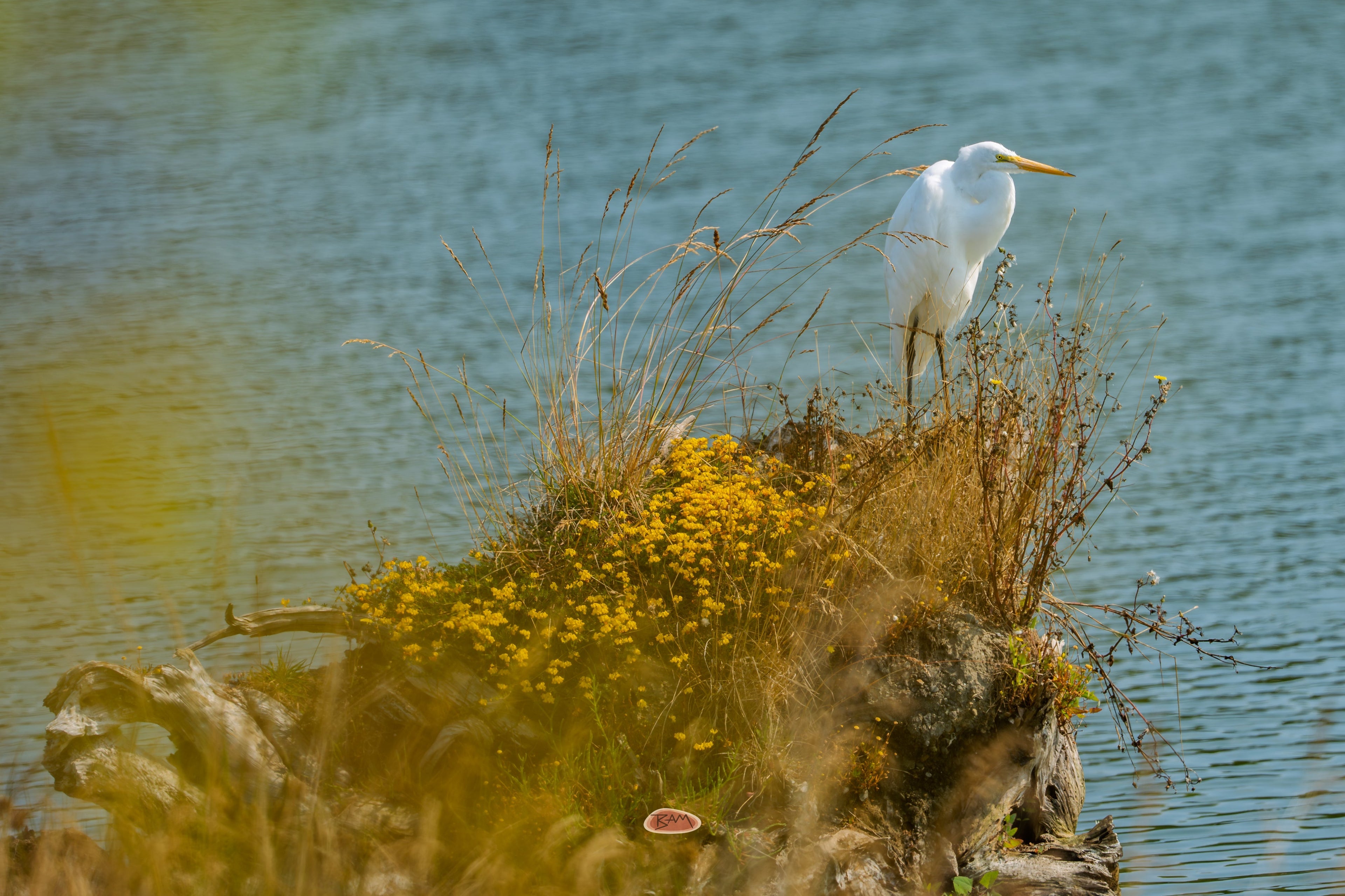Great Egret standing on a grassy mound beside calm blue water
