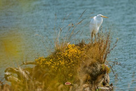 Great Egret standing on a grassy mound beside calm blue water