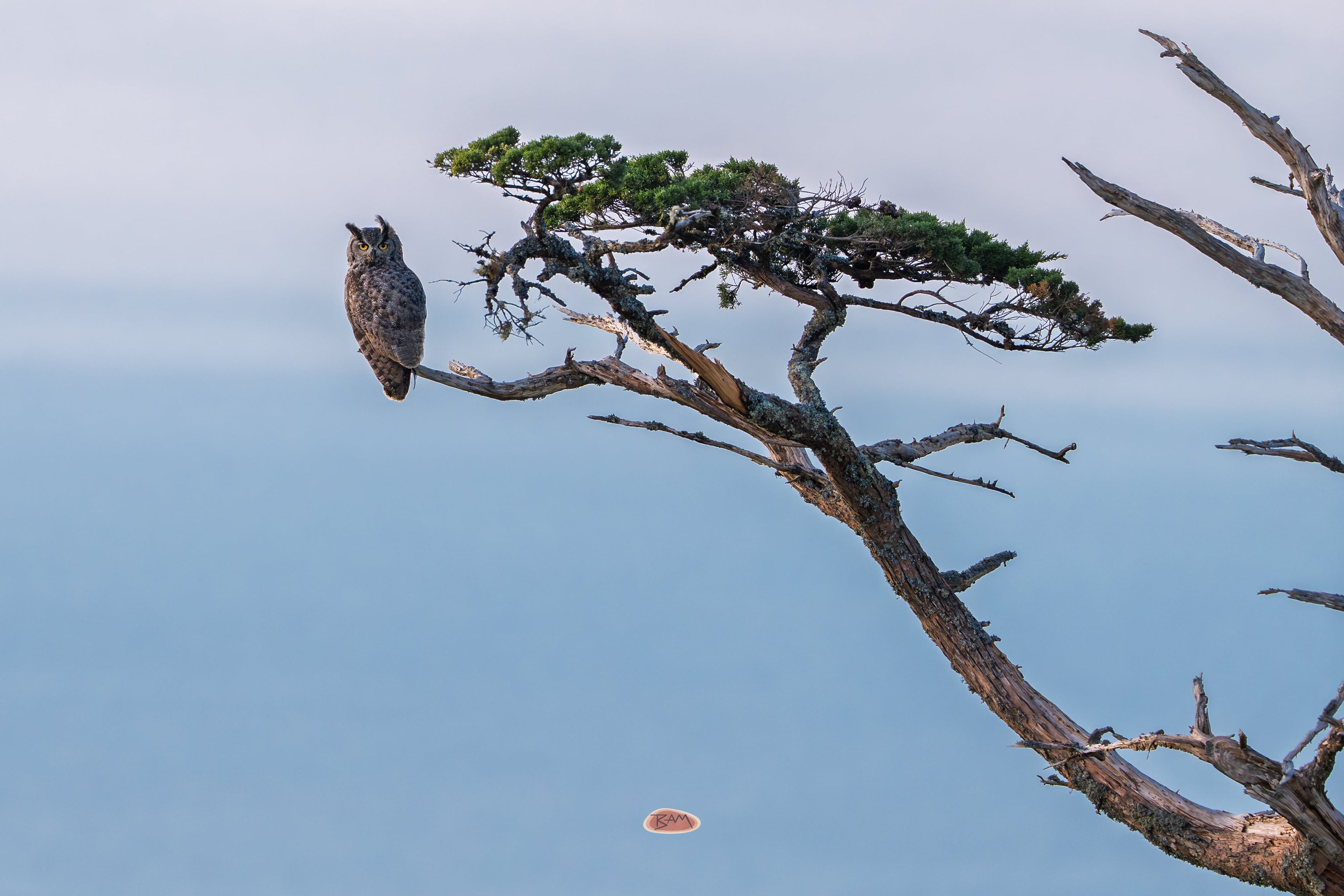 Great Horned Owl perched on a windswept tree at dawn above the sea