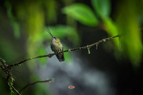 Green Fronted Lancebill perched on a mossy branch by a dim waterfall