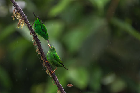 Green Honeycreeper passing food to another along a wet jungle branch