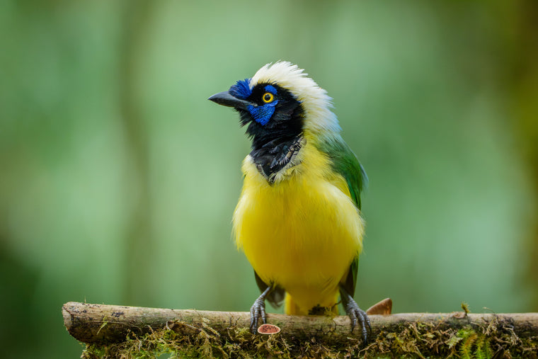 Green Jay facing forward on a mossy perch showing its yellow chest and blue face
