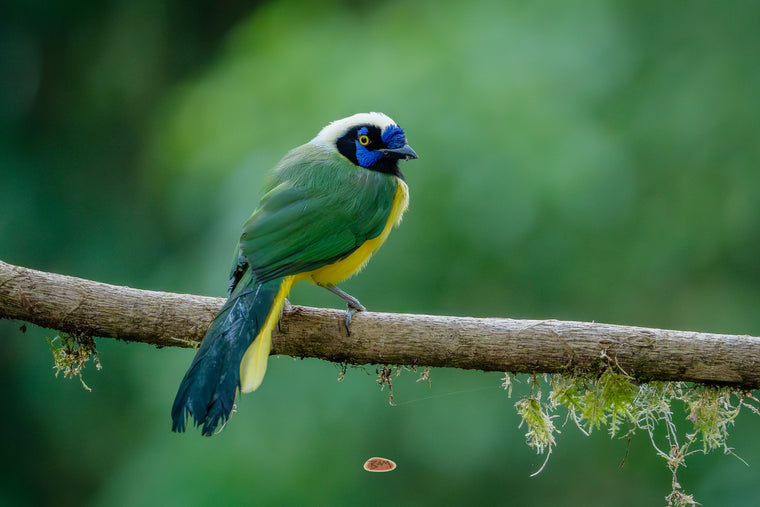 Green Jay perched on a bare branch draped with moss deep in the rainforest