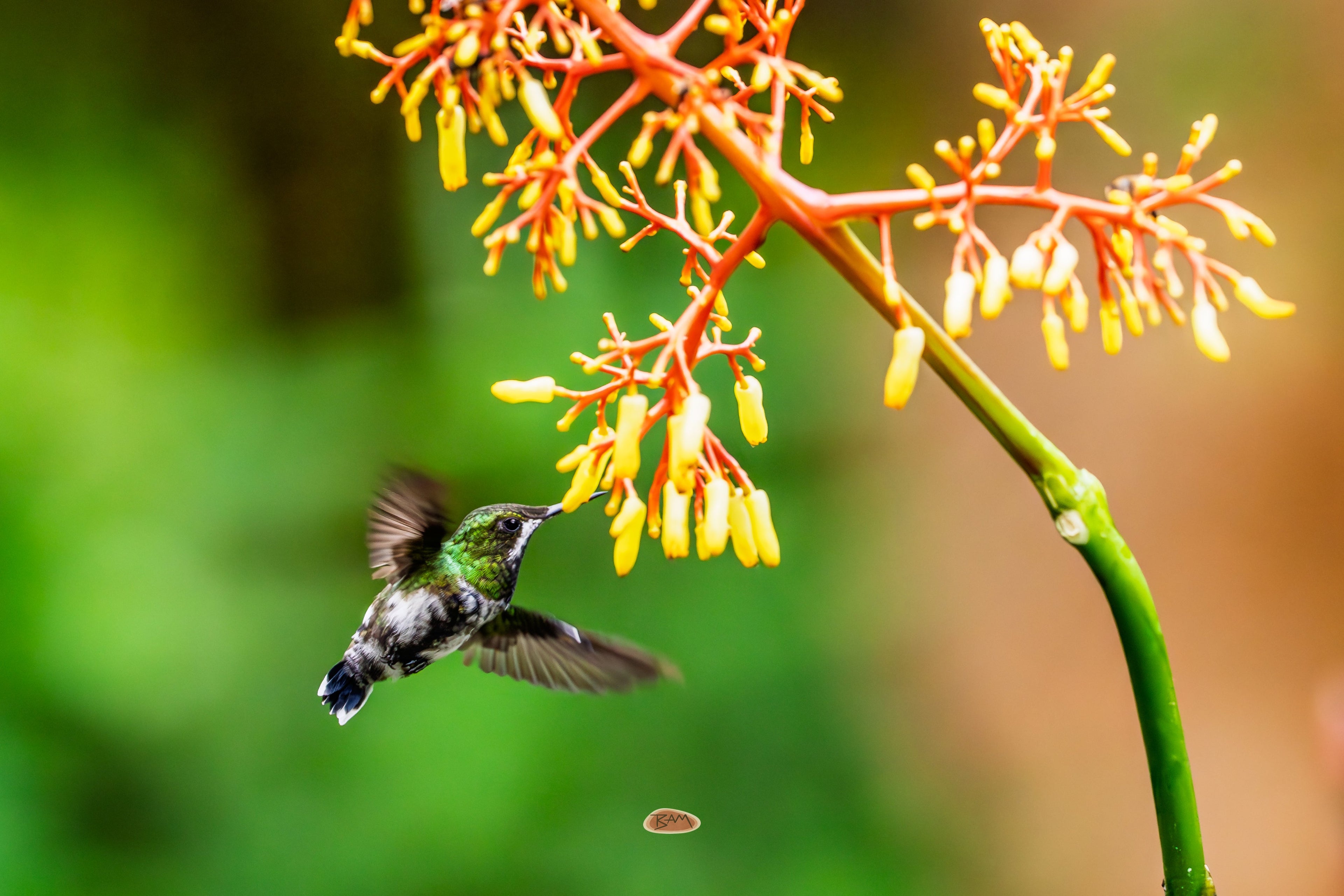Green Thorntail hovering at yellow tropical blooms in flight