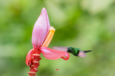Green Thorntail feeding at a pink banana flower over green foliage