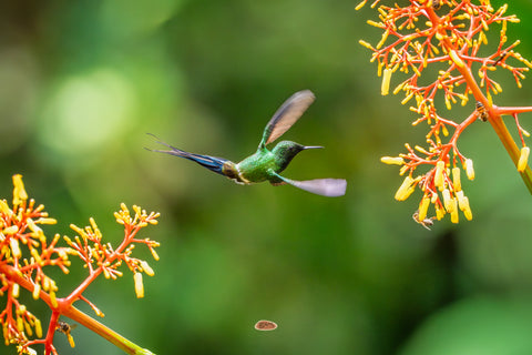 Green Thorntail hovering between orange flower clusters with bees