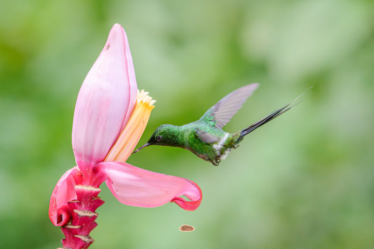 Green Thorntail sipping nectar from a pink banana flower while hovering
