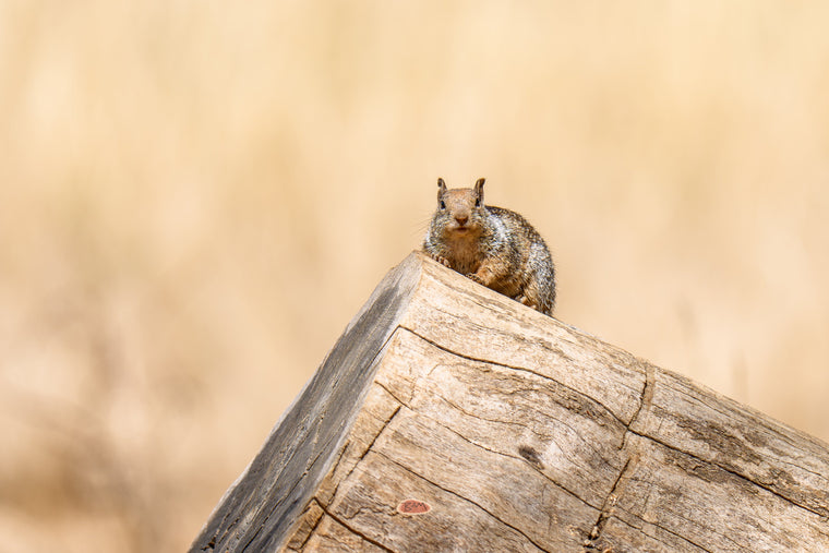 California Ground Squirrel peering over the end of a weathered log against dry golden grass