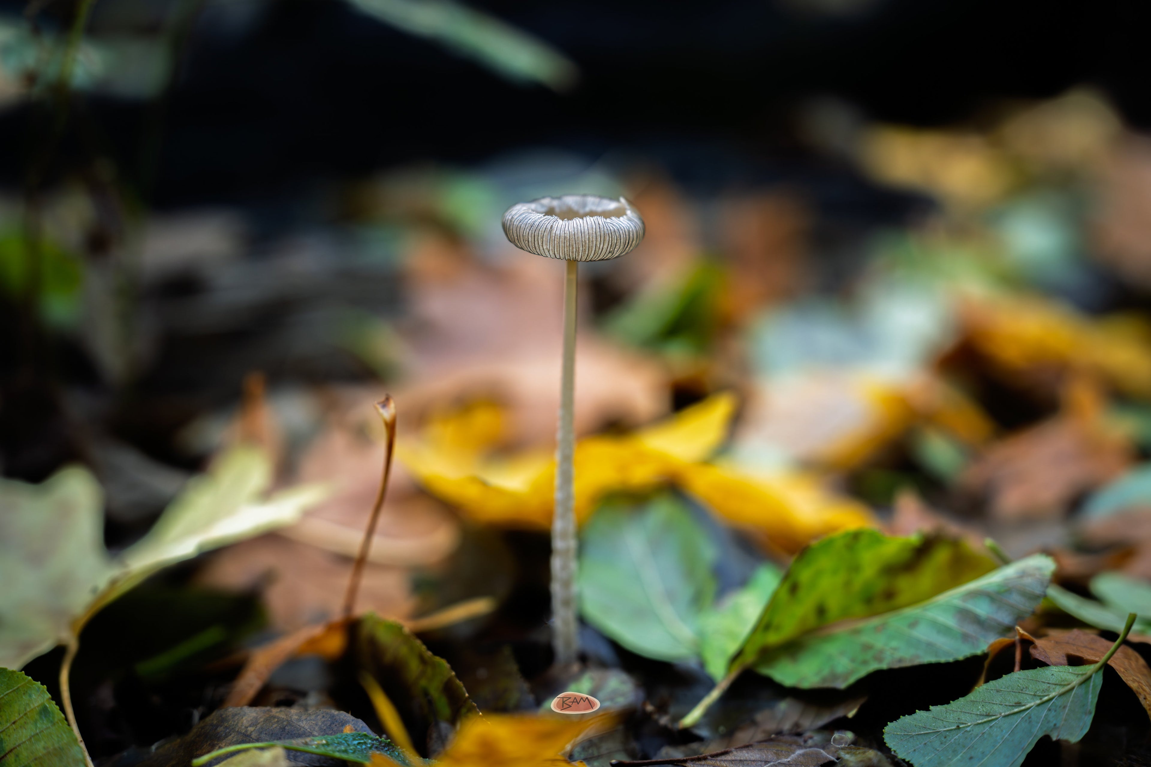 Hares Foot Inkcap rising tall from autumn leaf litter
