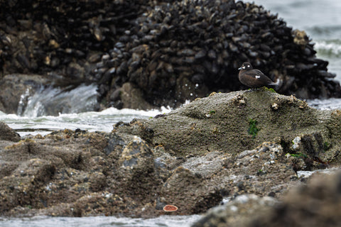 Harlequin Duck resting on a rock among mussels by crashing surf