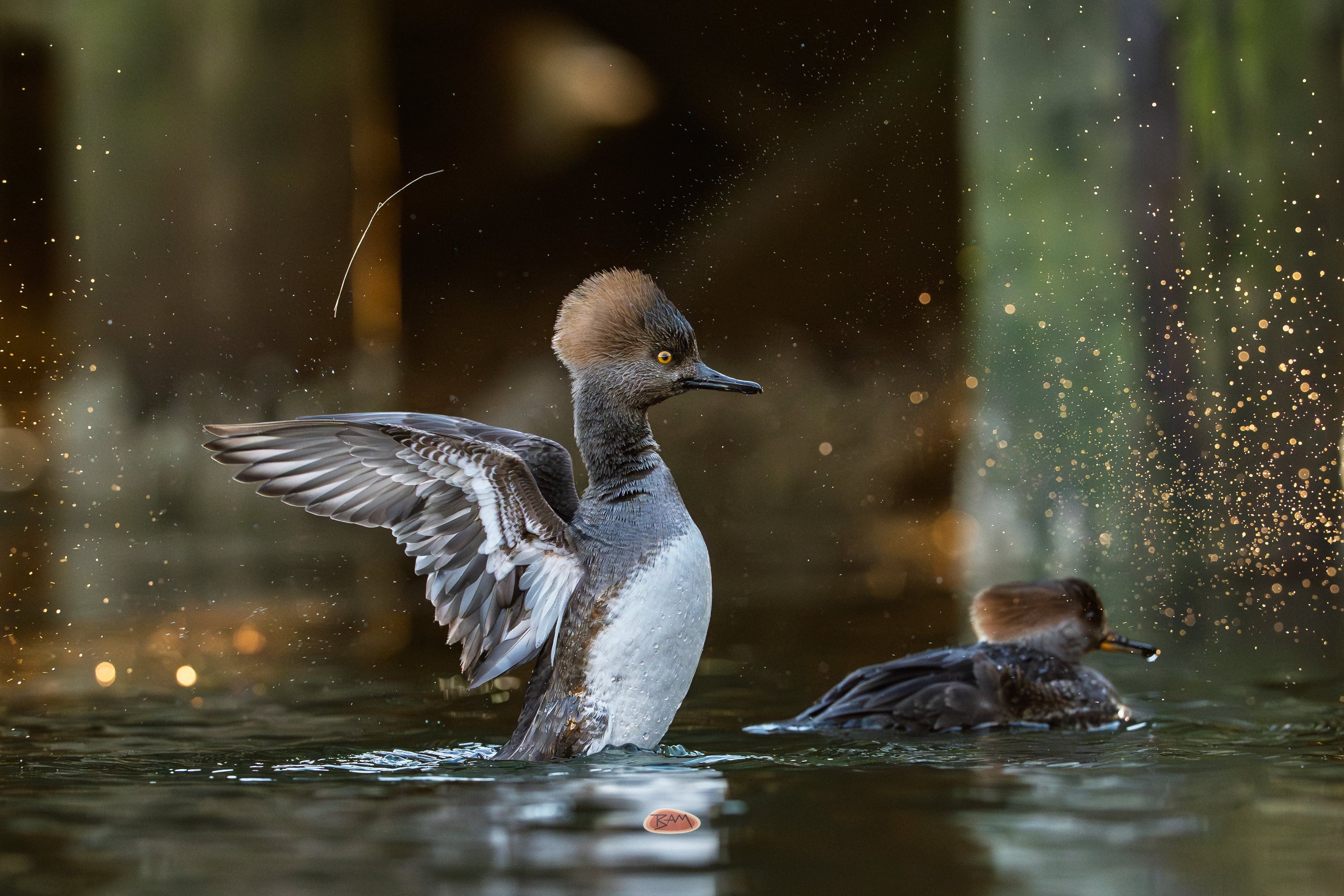 Hooded Merganser flapping wings on water as droplets catch the light