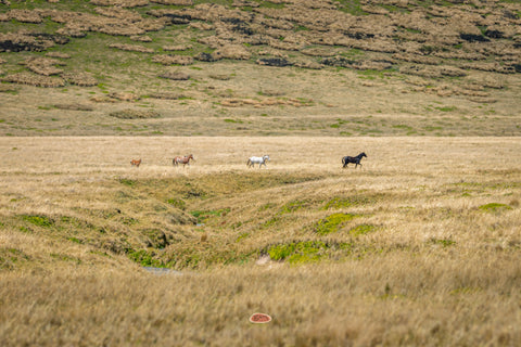 Horse grazing across a wide golden grassland below rolling hills
