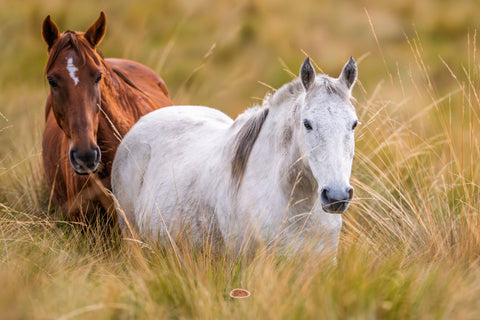 Horse White and chestnut horses standing in tall windblown grass