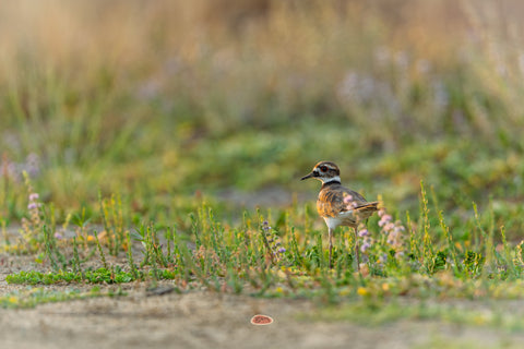 Killdeer standing among low green shoots and wildflowers on sandy ground