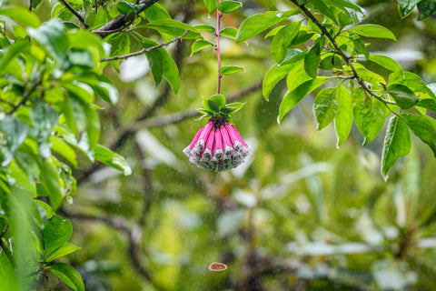 Kohleria Flower hanging from a rainforest branch in the rain with pink speckled blossoms