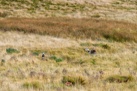Llama resting in a vast golden highland meadow